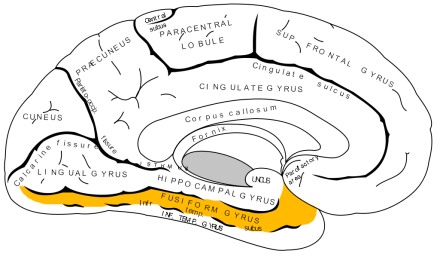 fusiform gyrus